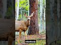The Immortal Tree That Cloned Itself 40,000 Times! 🌲♻️ #shorts #wildlife
