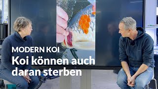 Gill fungus - a common problem these days | Modern Koi Blog #7206