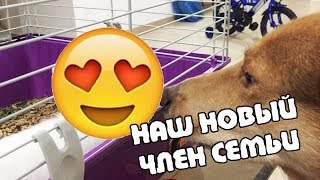 Наш новый член семьи | Сколько стоит завести кролика в Израиле? Наш новый член семьи | Сколько стоит завести кролика в Израиле?