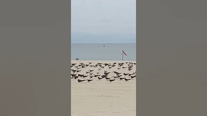 September 30, 2022: Sea birds at Coney beach, Brooklyn