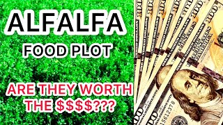 ALFALFA FOOD PLOT…ARE THEY WORTH IT???