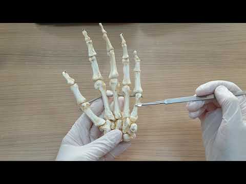 Ossa manus (El kemikleri) Anatomisi