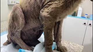 Elderly Pup A Victim Of A BRUTAL Hit & Run, Left W/ A Badly Broken Leg [Full Story Below]