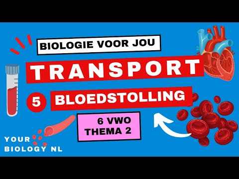 Video: Tyro3-, Axl- En Mertk-receptoren Nemen Differentieel Deel Aan De Activering Van Bloedplaatjes En Trombusvorming