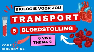 6 vwo | Transport | 5 | Blood clotting