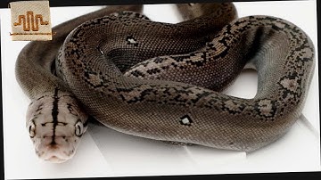 Making Metal Snakes? | The Clutch Files