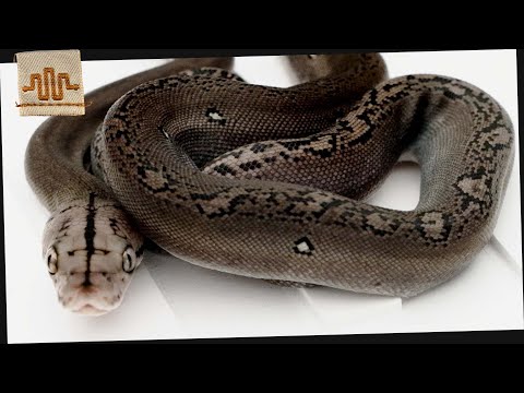 Making Metal Snakes? | The Clutch Files
