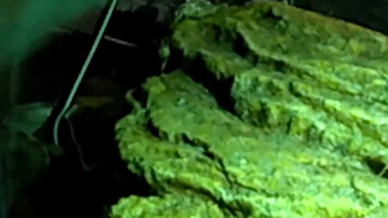 biteable Diamond back Terrapin's Cricket Feast
