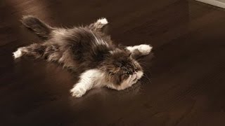 Funny Cats Sliding on Wooden Floors Compilation 2014 [HD] by Funny Moments 87,114 views 9 years ago 1 minute, 59 seconds