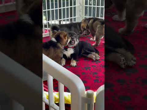 A cute video of Marco and his siblings. The cutest Shikoku ken litter ever 🥰