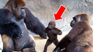 Baby Gorilla Behaves Badly In Front Of A Crowd - Then Dad Quickly Steps In And Sets Him Right!