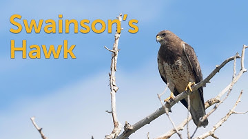 Swainson’s Hawk: Diet Switcher