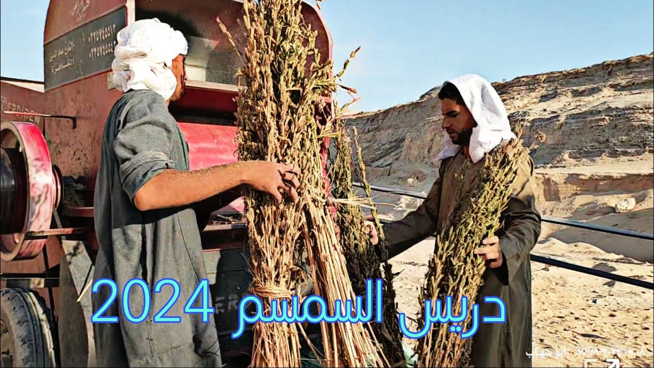 فيديو توضيحي طريقة دريس السمسم في الغيط 2024 من غير تعب بالدراسة.