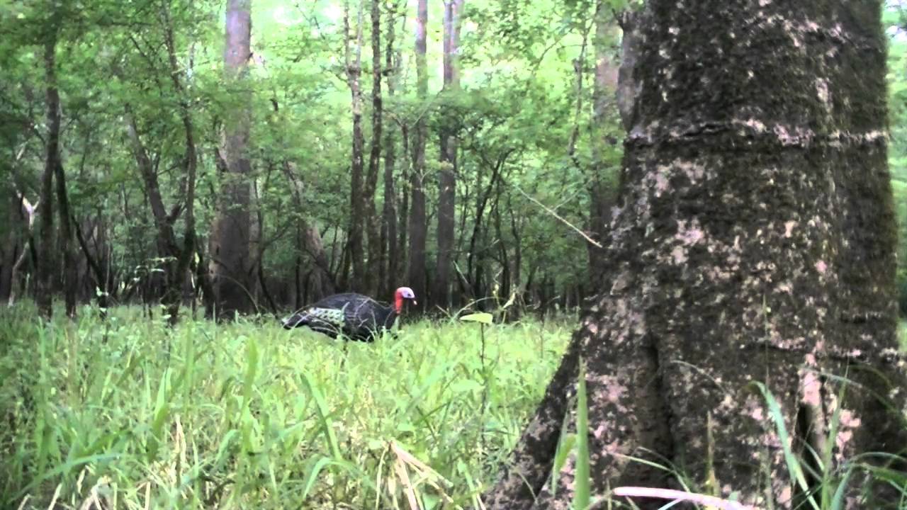 Turkey Hunting Public Land 