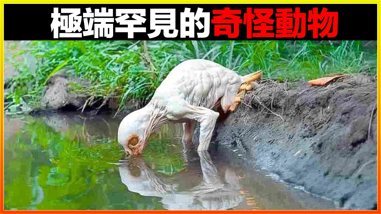 相機捕捉到震撼畫面，奇怪生物出沒，科學家驚呼這是什麼？？15個極端罕見的奇怪動物，總有一個你不知道的｜排名｜世界之最｜地球之最｜獵奇｜睡前故事