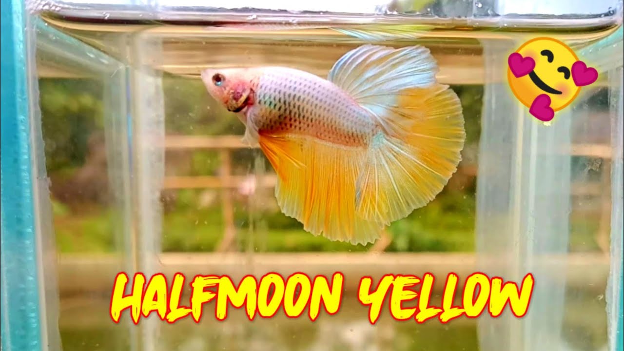  ANAK  IKAN  CUPANG  HALFMOON YouTube