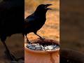 A Clever Crow #shorts #story #crow