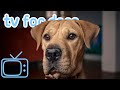 The ULTIMATE Dog TV! Entertainment for Bored Dogs with Music! NEW 2020