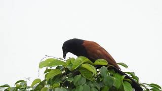 Download Lagu Greater Coucal  (Centropus sinensis) call MP3