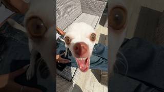 Who Loves The Kuchi Kuchi Koo????