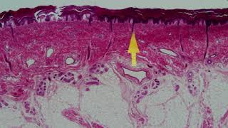 0831 Demo (Episode7) Connective&Epithelial Tissue 7 for M115