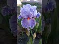 Ирис бородатый Купидон#ирисы#garden#nature#алтай