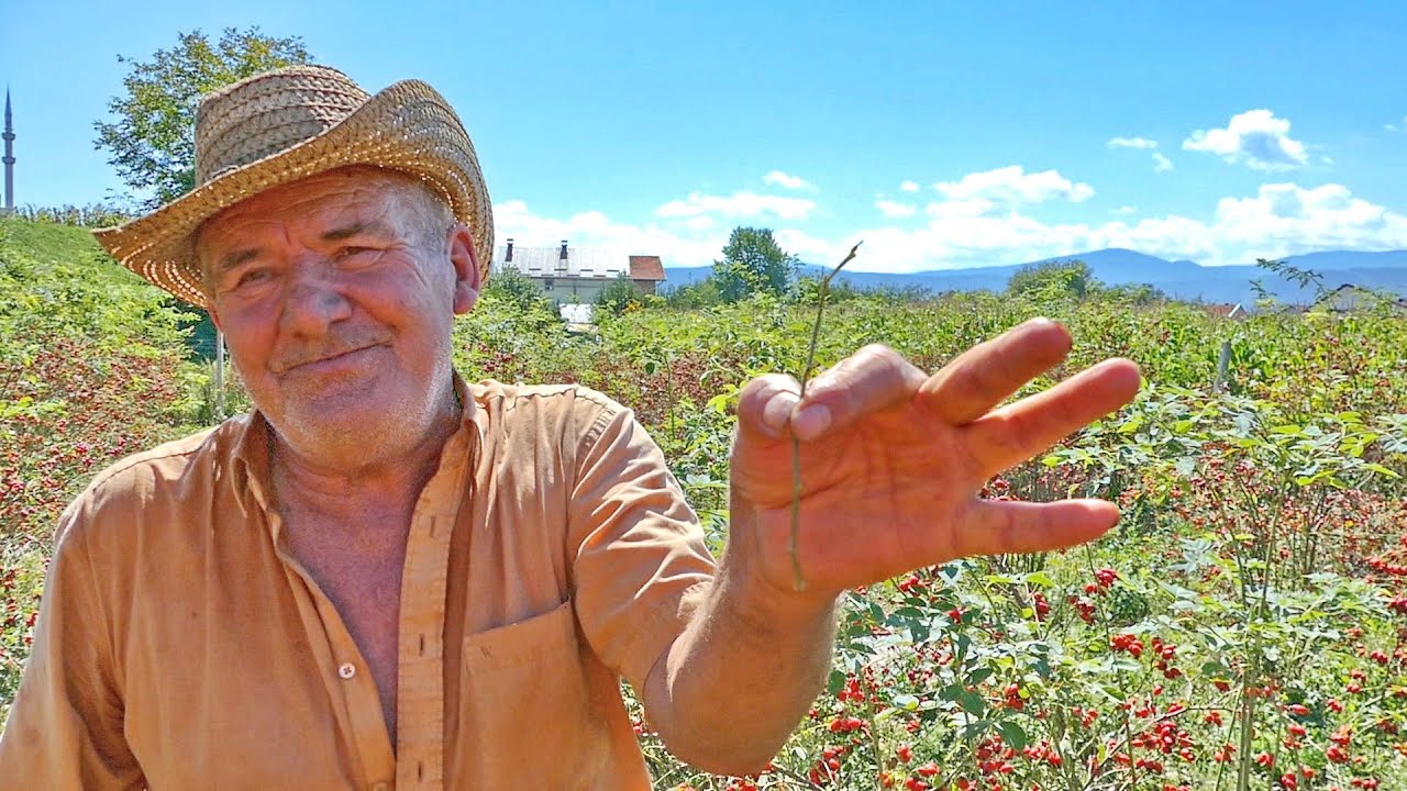 Od jedne grančice napravio malo bogatstvo