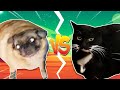 Pug Vibing VS Maxwell The Cat
