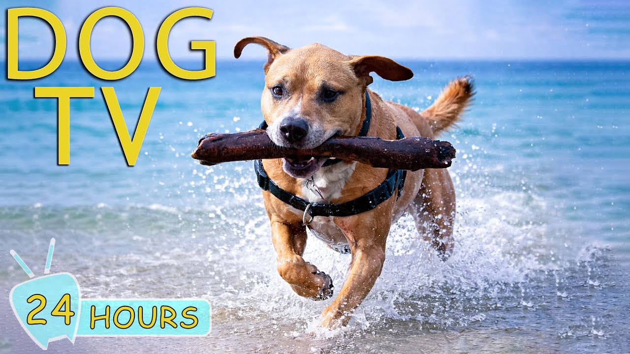 DOG TV: Videos Anti-Anxiety Dog with Best Relax Music for Dogs When Home Alone - Happy Music for Dog