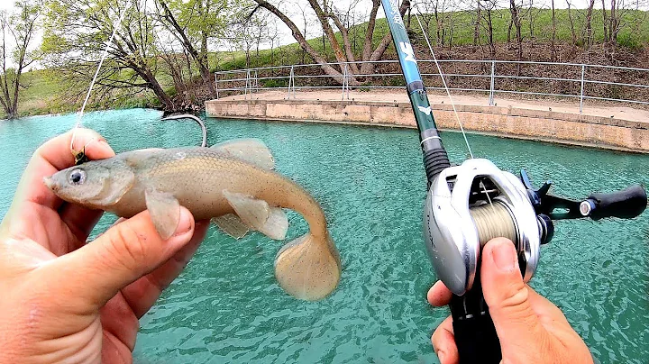 We were NOT EXPECTING Pond Fish to DESTROY this Bait!!!