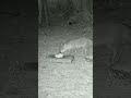 Fox loves eggs #wildlife #fox #trailcam