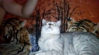 Шотландская кошка и кот.Вечерние беседы. Шотландская кошка и кот.Вечерние беседы.