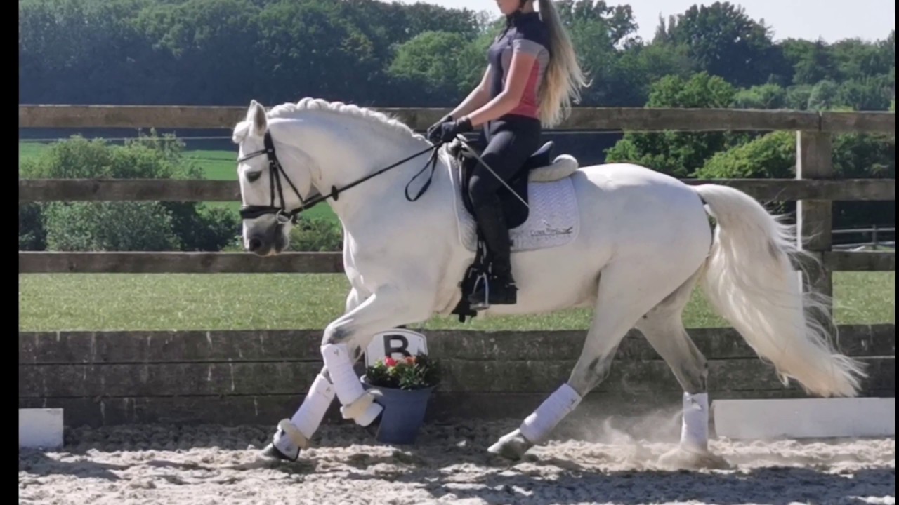 Dressage Pony for sale YouTube