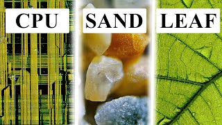 Top 5 Objects Under The Microscope!