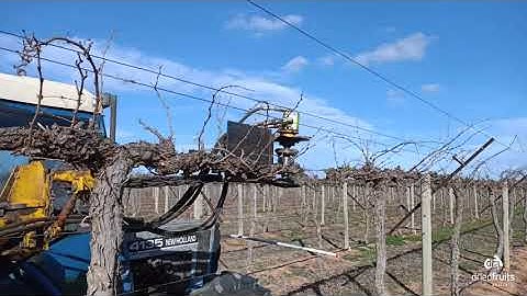 Prototype dried grape pruning machine