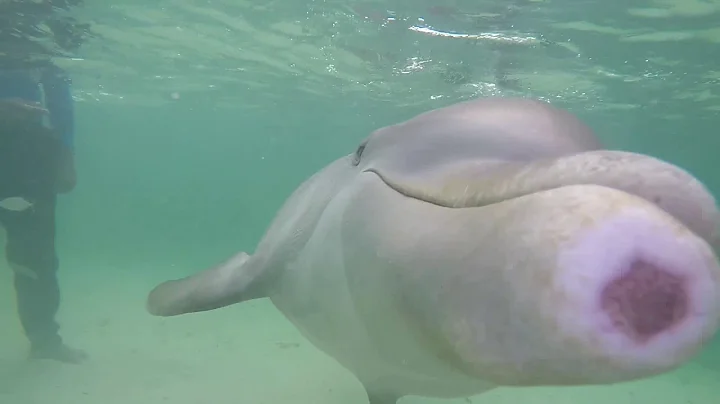 Epic Dolphin swim on go pro.