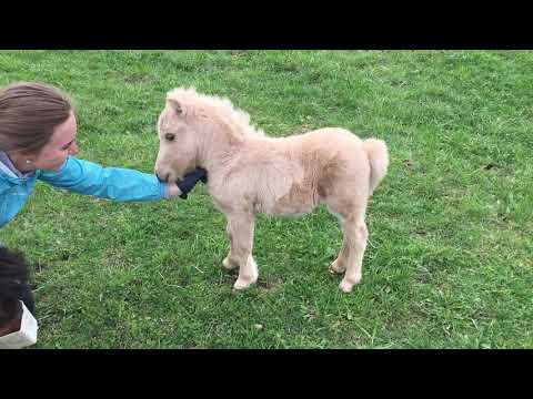 Видео: Лошадь Паломино