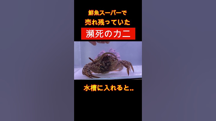スーパーで購入した瀕死のカニを水槽に入れてみると...#shorts #アクアリウム #カニ #水槽
