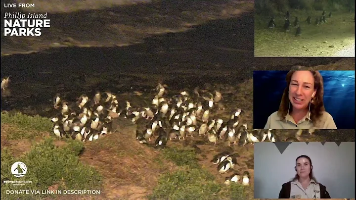 Live Penguin TV - Rebecca McIntosh Interview