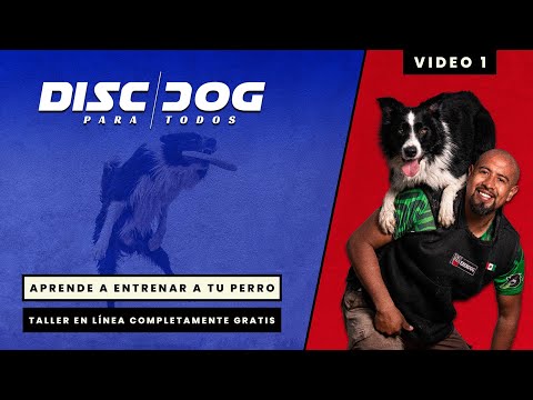 Disc Dog ¡Aprende todo sobre este deporte canino!