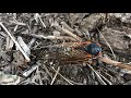 Brood X Cicada Sound and Video