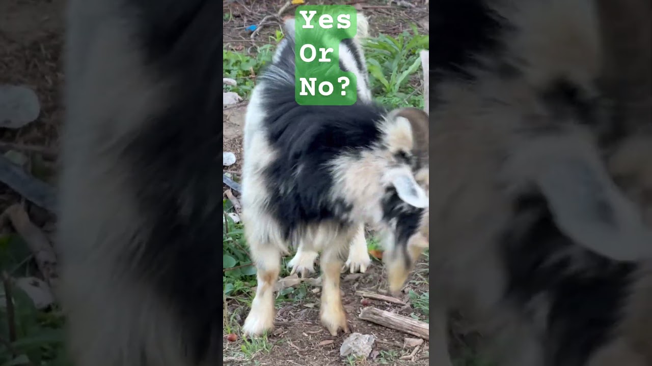 YES OR NO?  Acorn challenge!  #goat  #cute  #wow