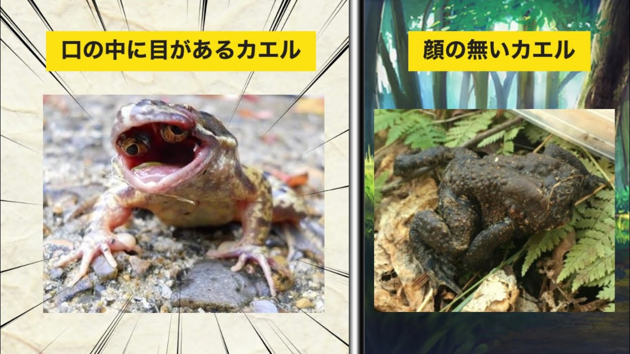 閲覧注意 口の中に目がある奇形のカエルの巻 Youtube