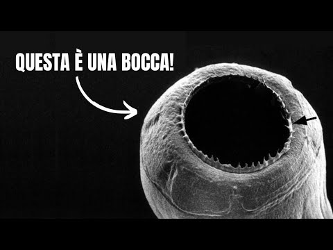 Un PARASSITA dal SOTTOSOPRA di STRANGER THINGS?