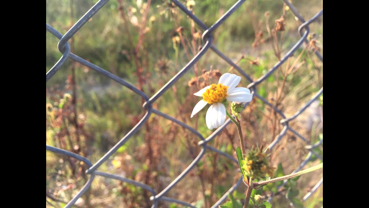 2-in-1 iPhone 6 Plus 180° / 0.28X Fisheye (+ 1.25X Macro) Lens (Review / Test)