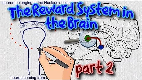 The Reward System in the Brain - the role of tonic and phasic dopamine