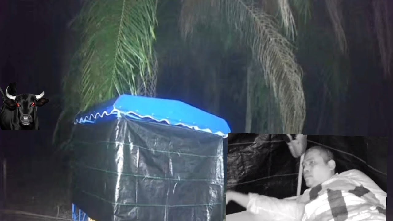 นอนใกล้ป่าช้า เสียงดังจัดเจนมากๆ เป็นเสียงสัตว์หรือป่าว