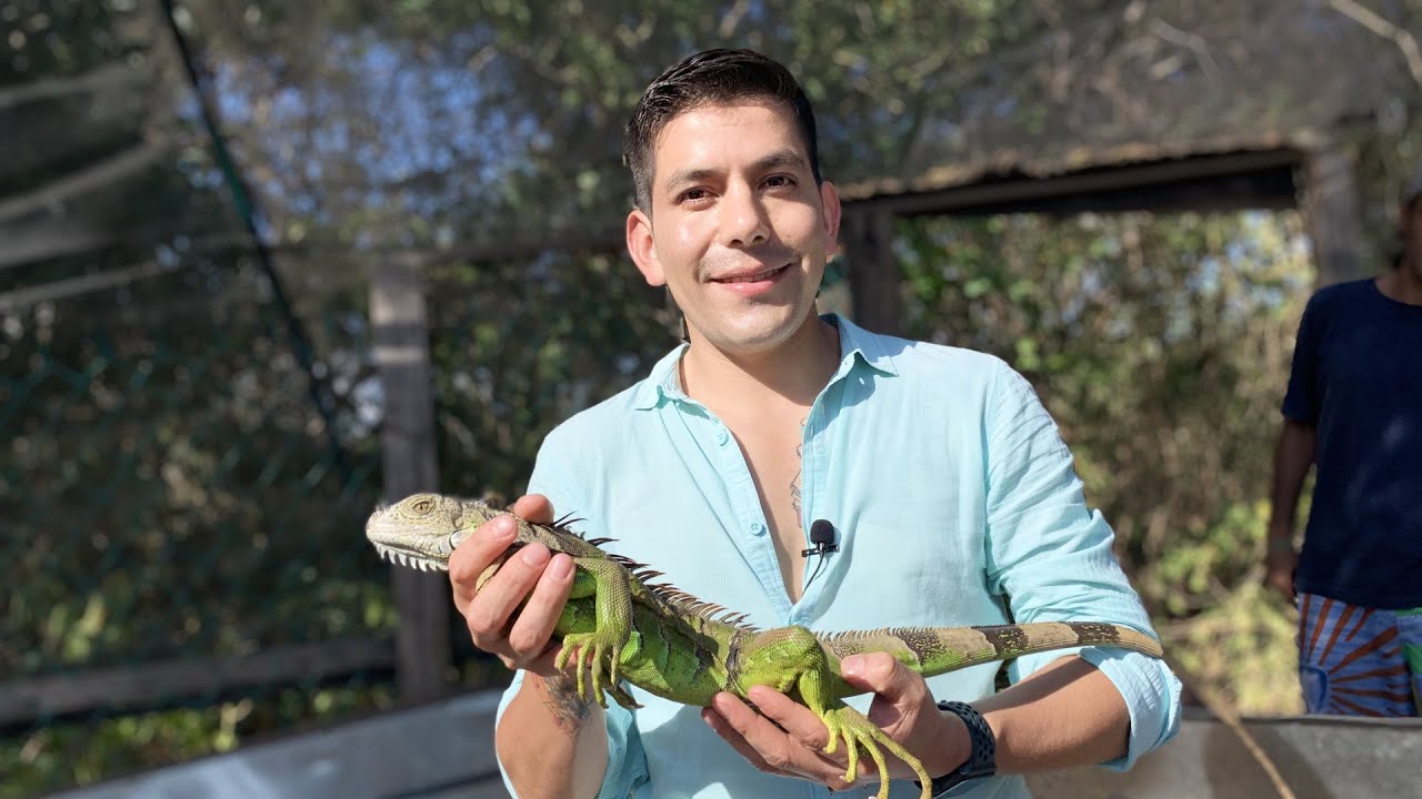 Criadero de Iguanas Negra y Verde | Estos reptiles no se comen, se trabaja para su conservación