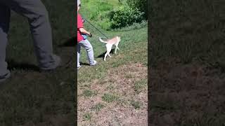 Byrdman (brown and white) and Couch Potato (tan) run the fence line and go for a walk