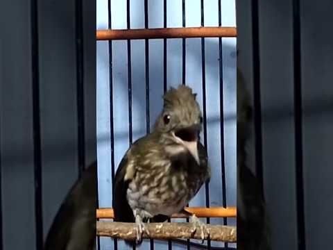 Burung siri-siri raja, suara panjang